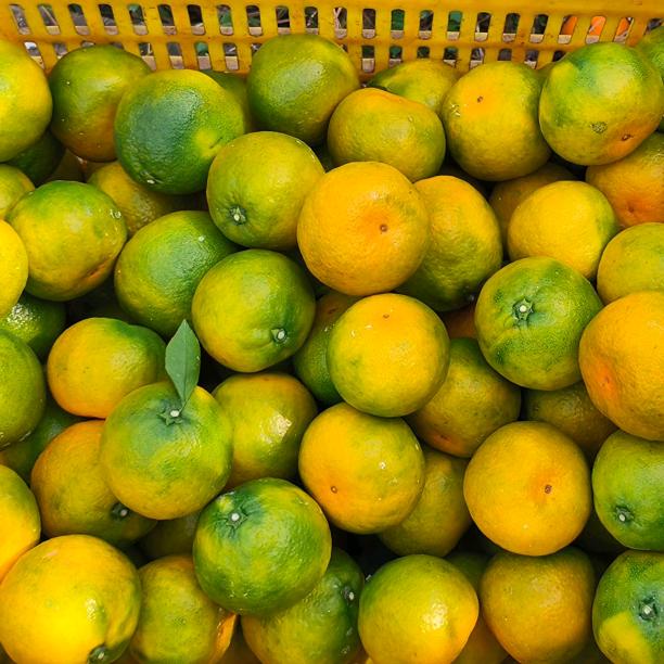 40年正宗橘园直供