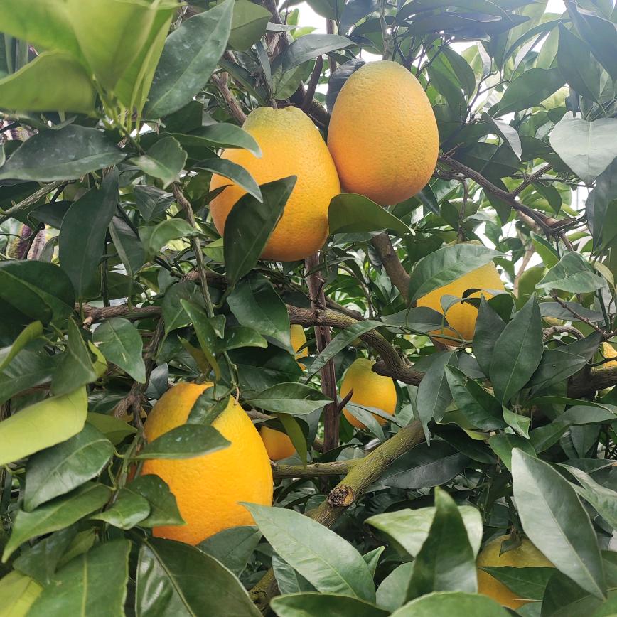 奉节脐橙