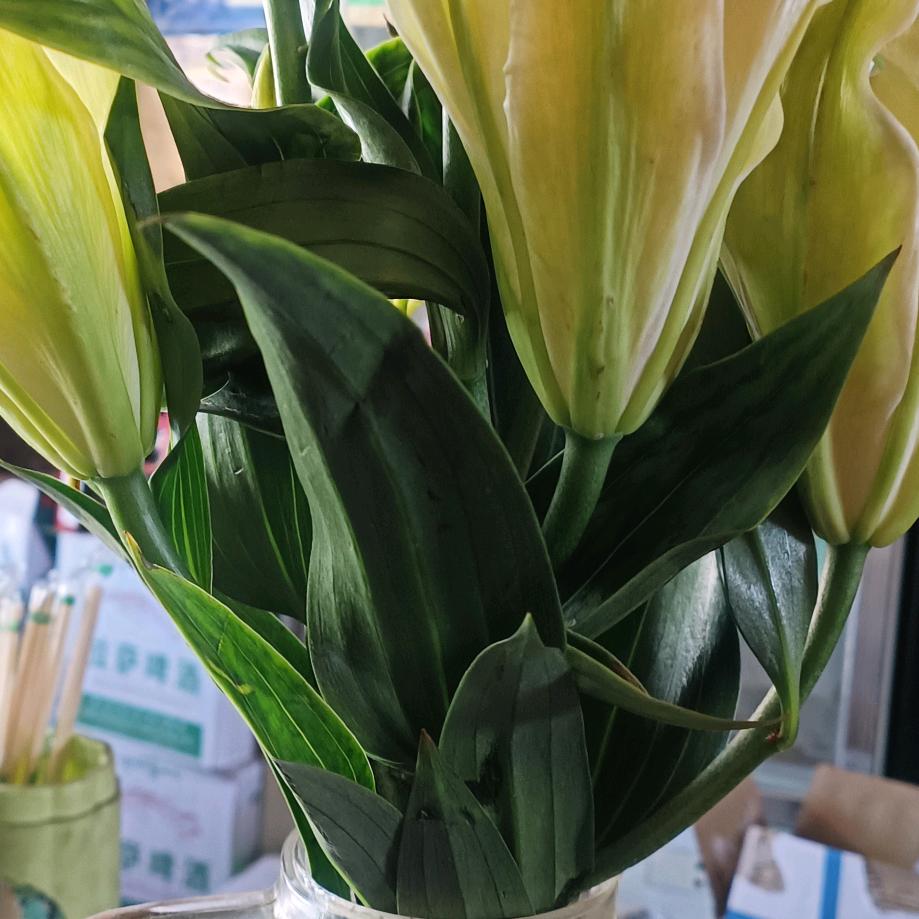 🌹开心快乐🌹