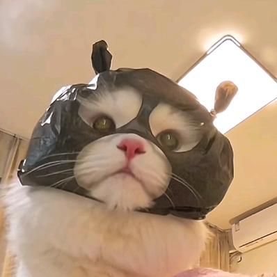霜九