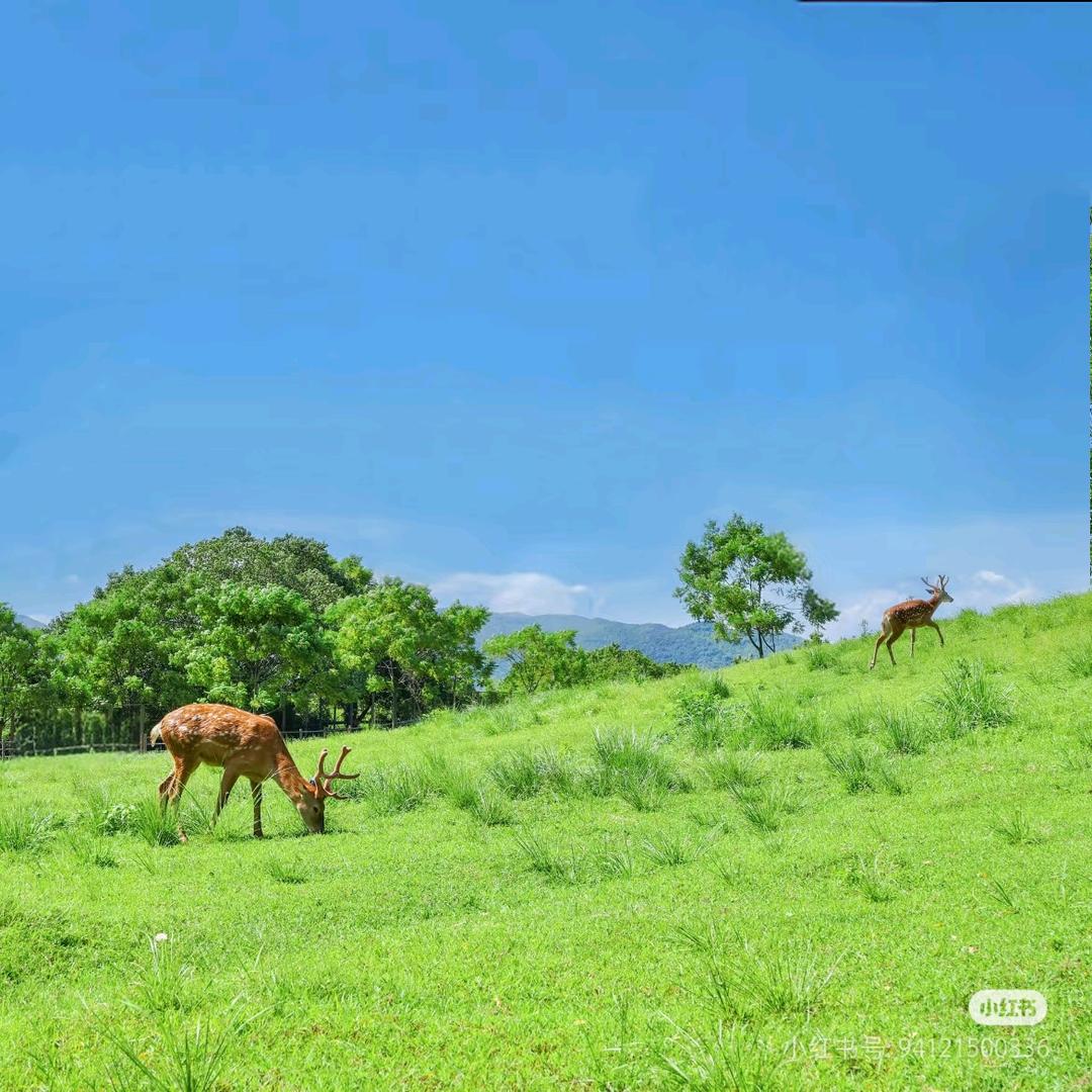 蓝蓝的天上飞老鹰