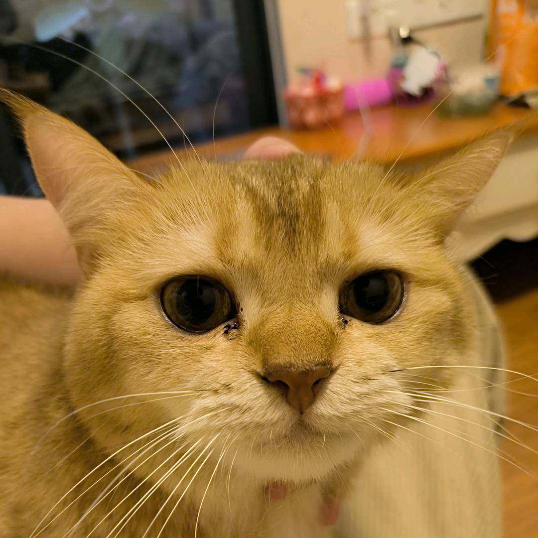 小可爱Tom