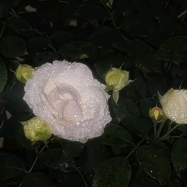 一个哈字