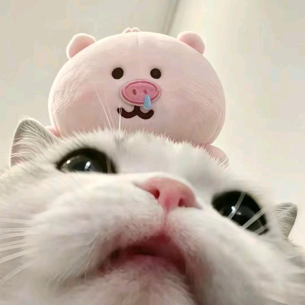 T.头像