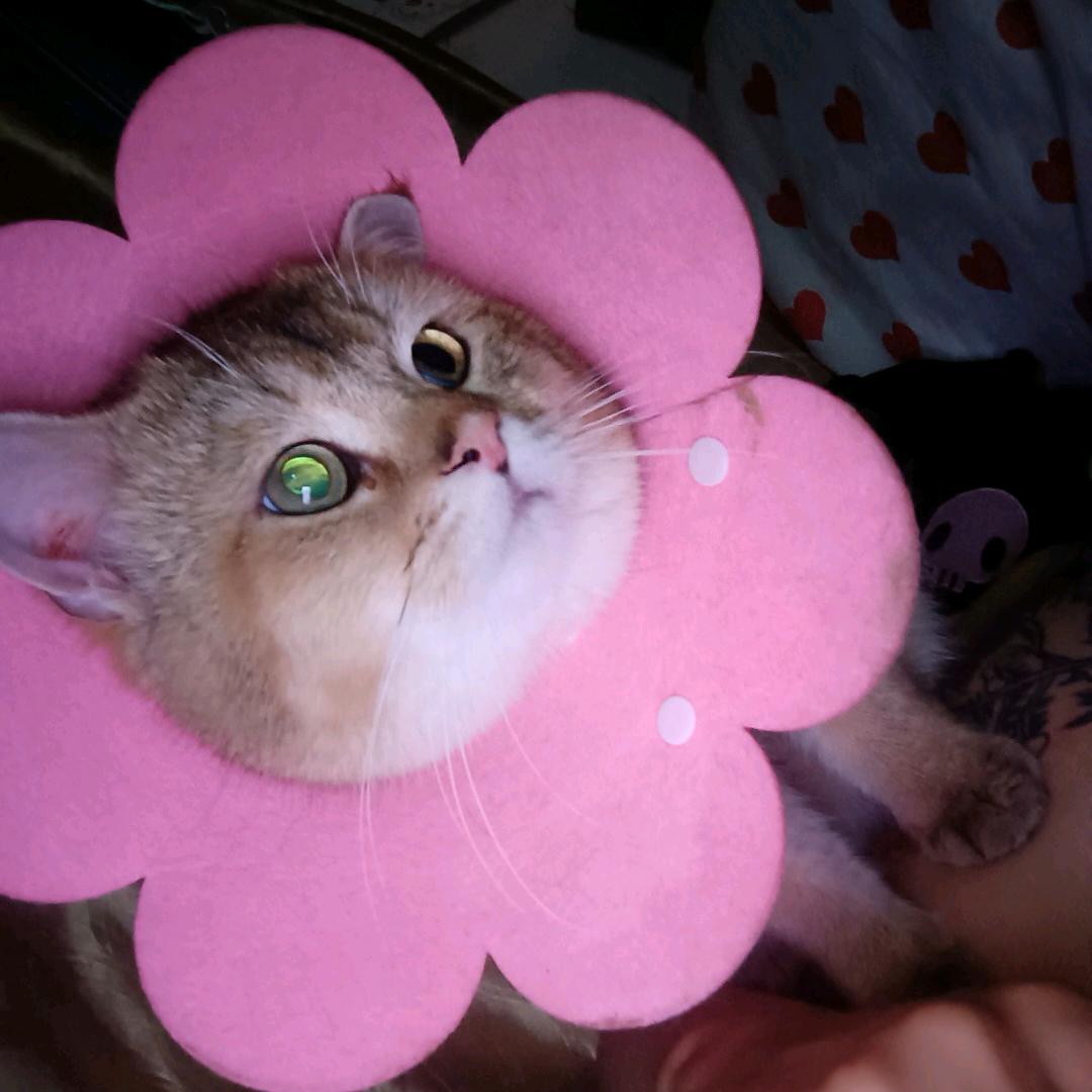 贵州鲢庸战队  <今晚吃鱼>