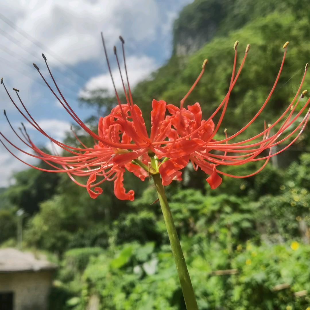 ♧  𝓂𝓸𝓇𝓃𝒾𝓃𝓰