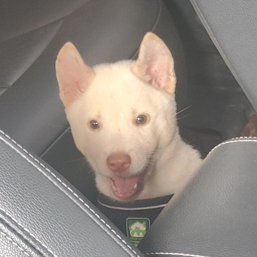 金宝是只小土猎