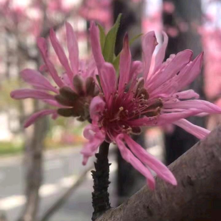 简单