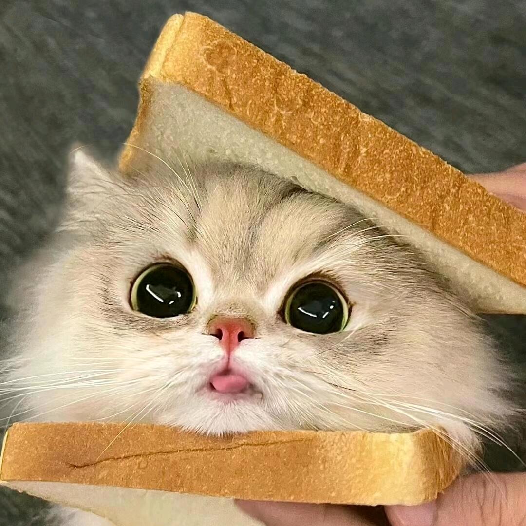 发发猫咪
