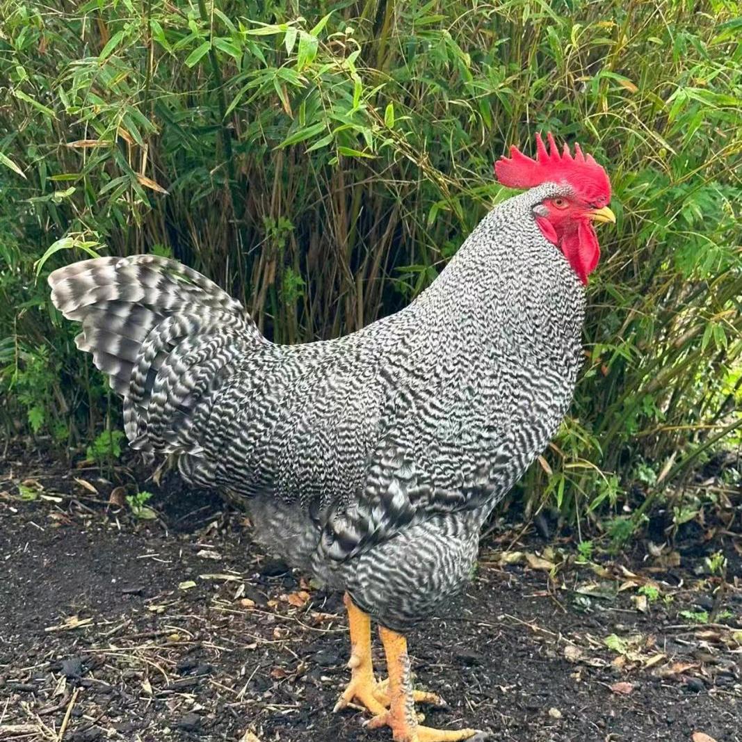 芦花鸡农户散养