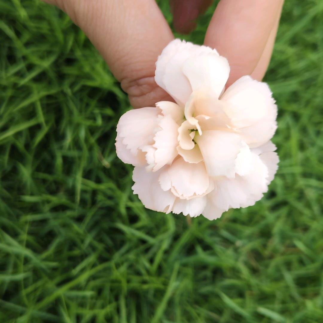 花野菜菜