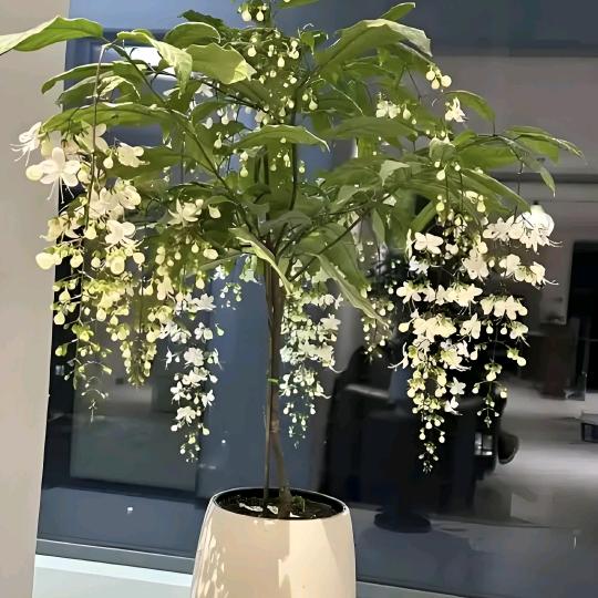 华哥农业花卉