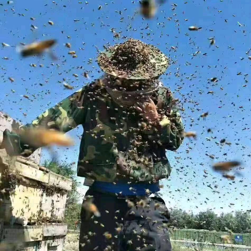 巴楚县 养蜂人 努尔麦麦提江