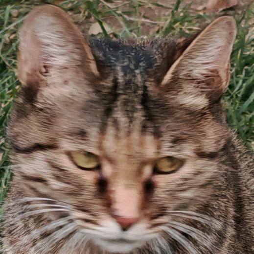 冰鲜折耳根柠檬水