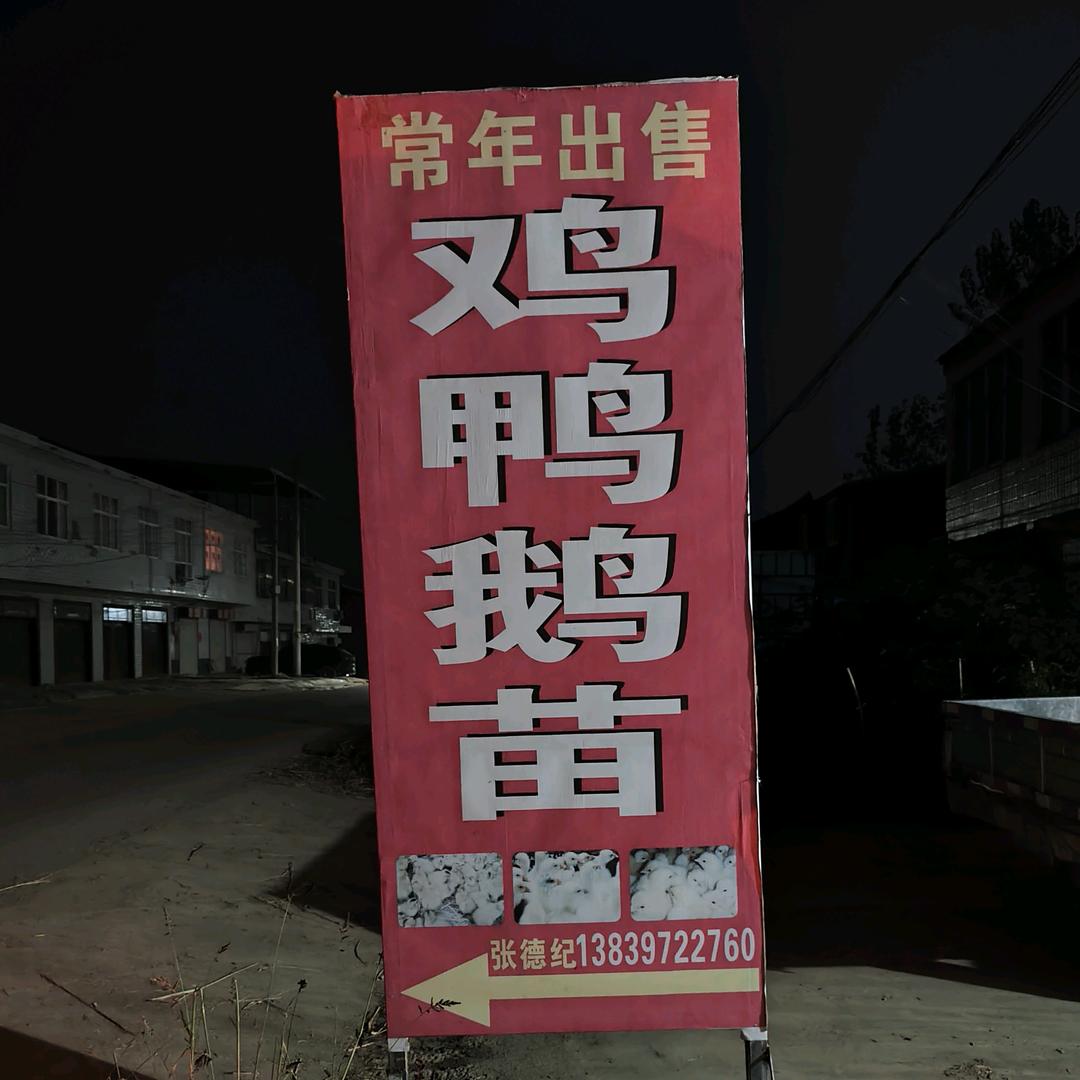 张德纪（半个店村鸡鸭鹅苗四十年老店）