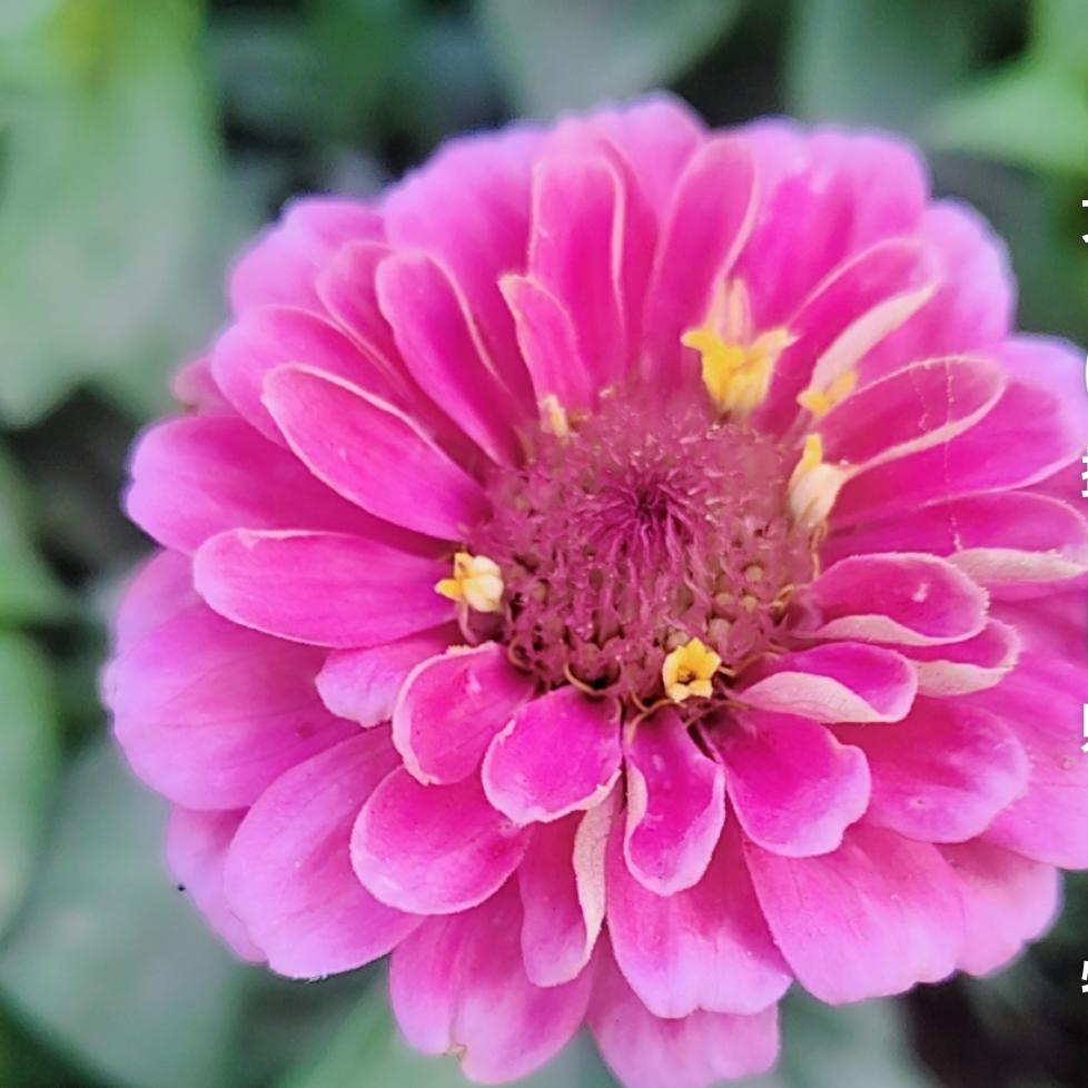 果蔬城希连鲜鸡蛋批发