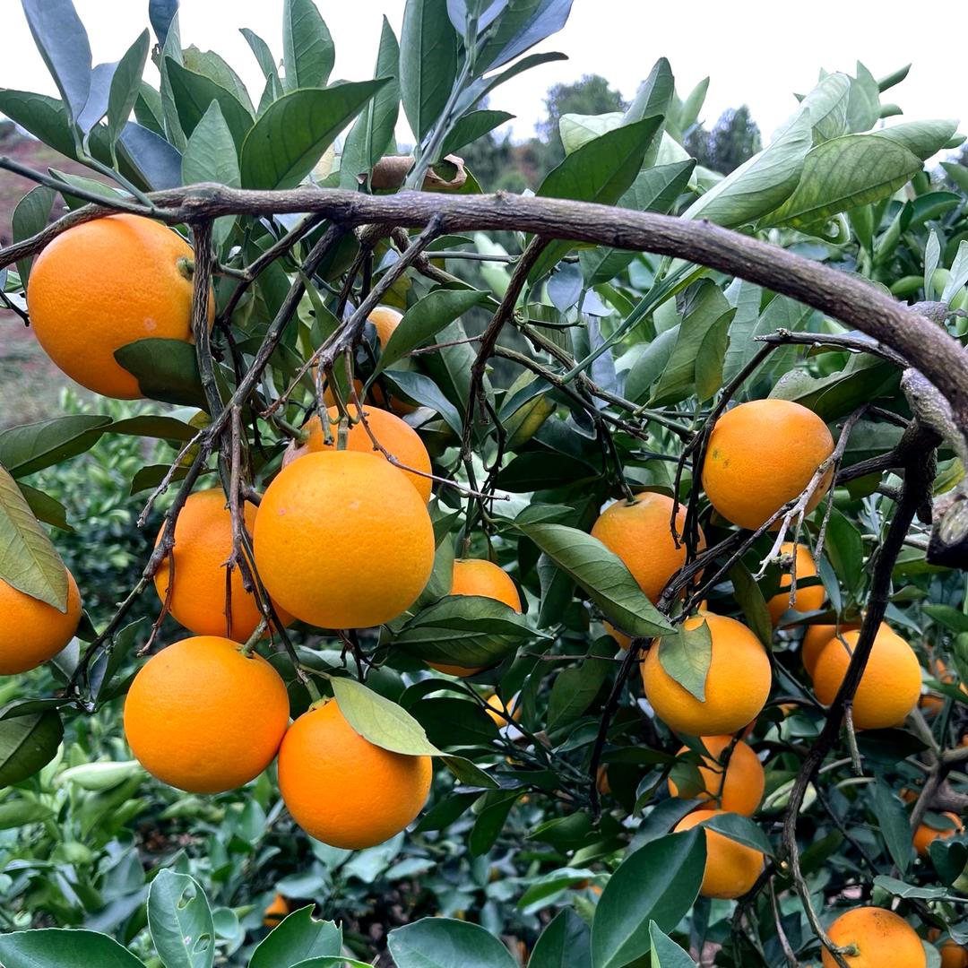 李小二土特产店