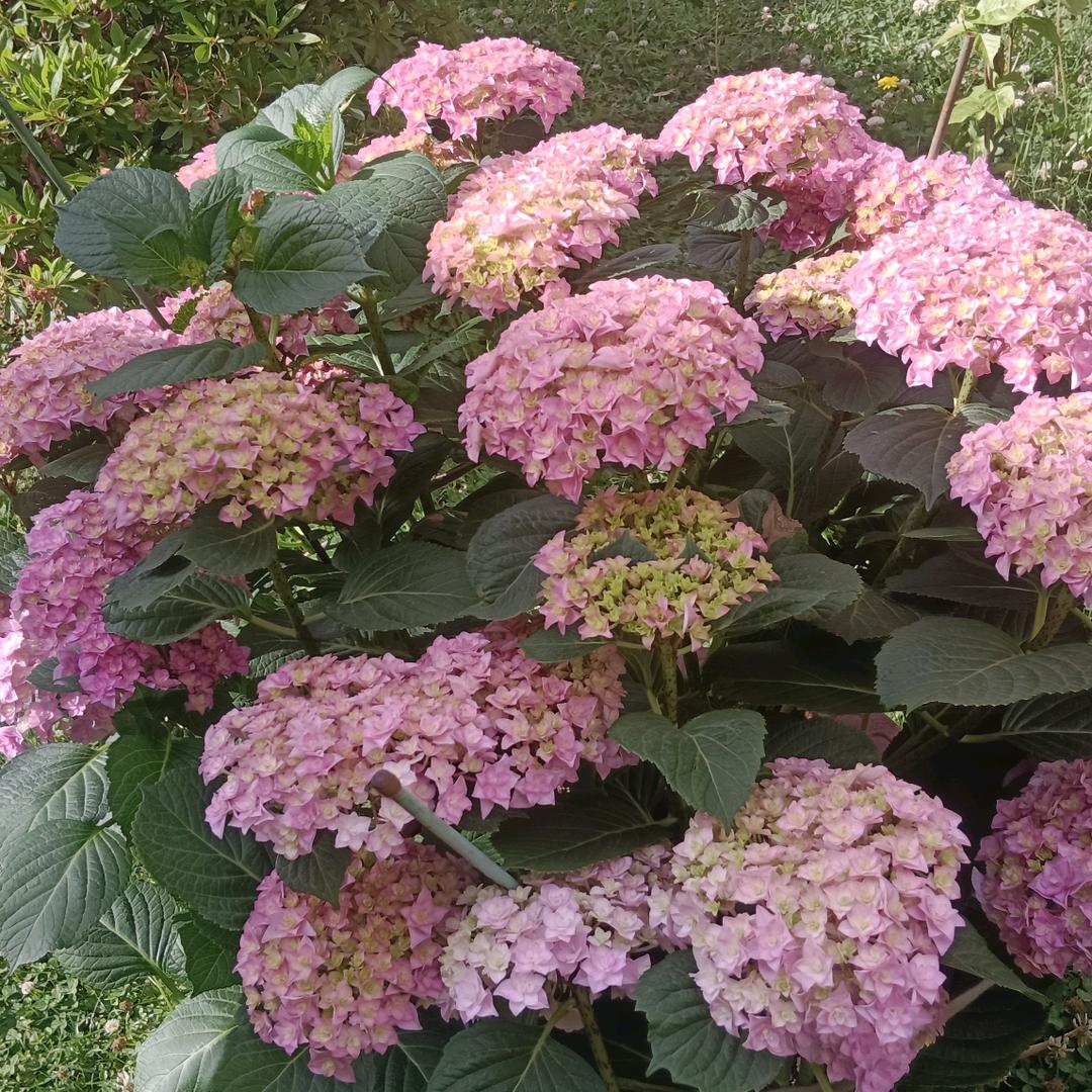 付三姐