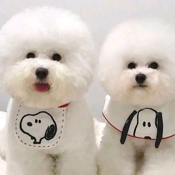 比熊犬养殖户---芳姐