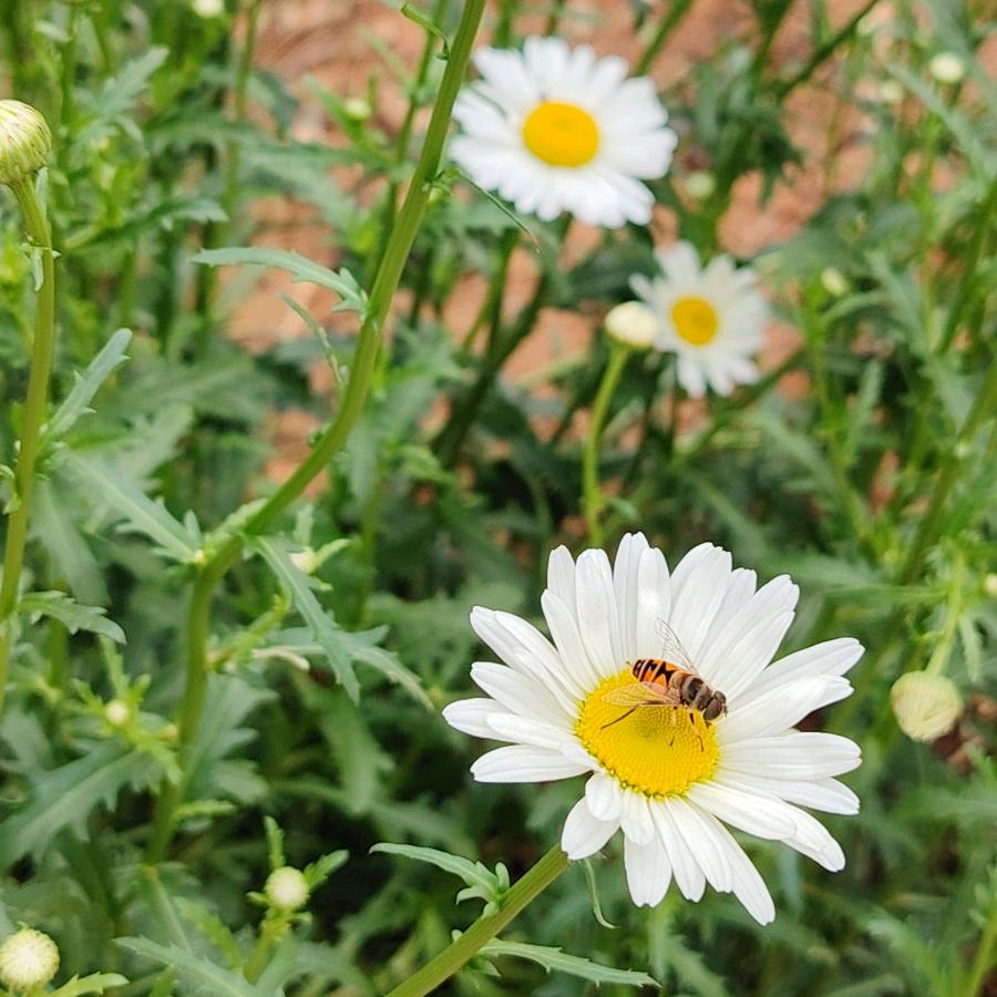 栀子花