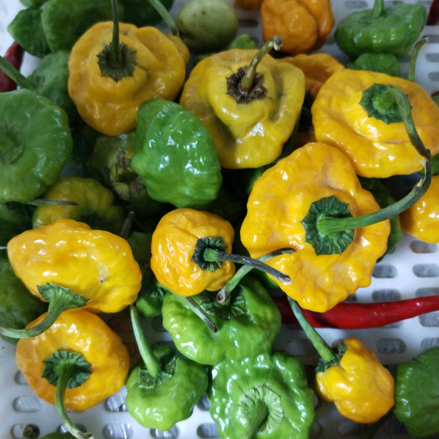 ꧁꫞꯭封心锁爱꫞꧂