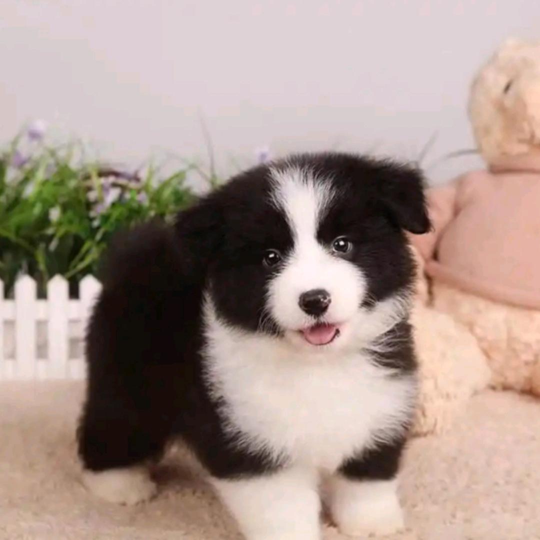 边牧多多🐶🐶