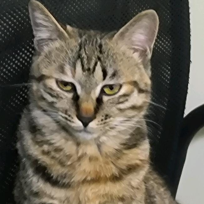 小小果