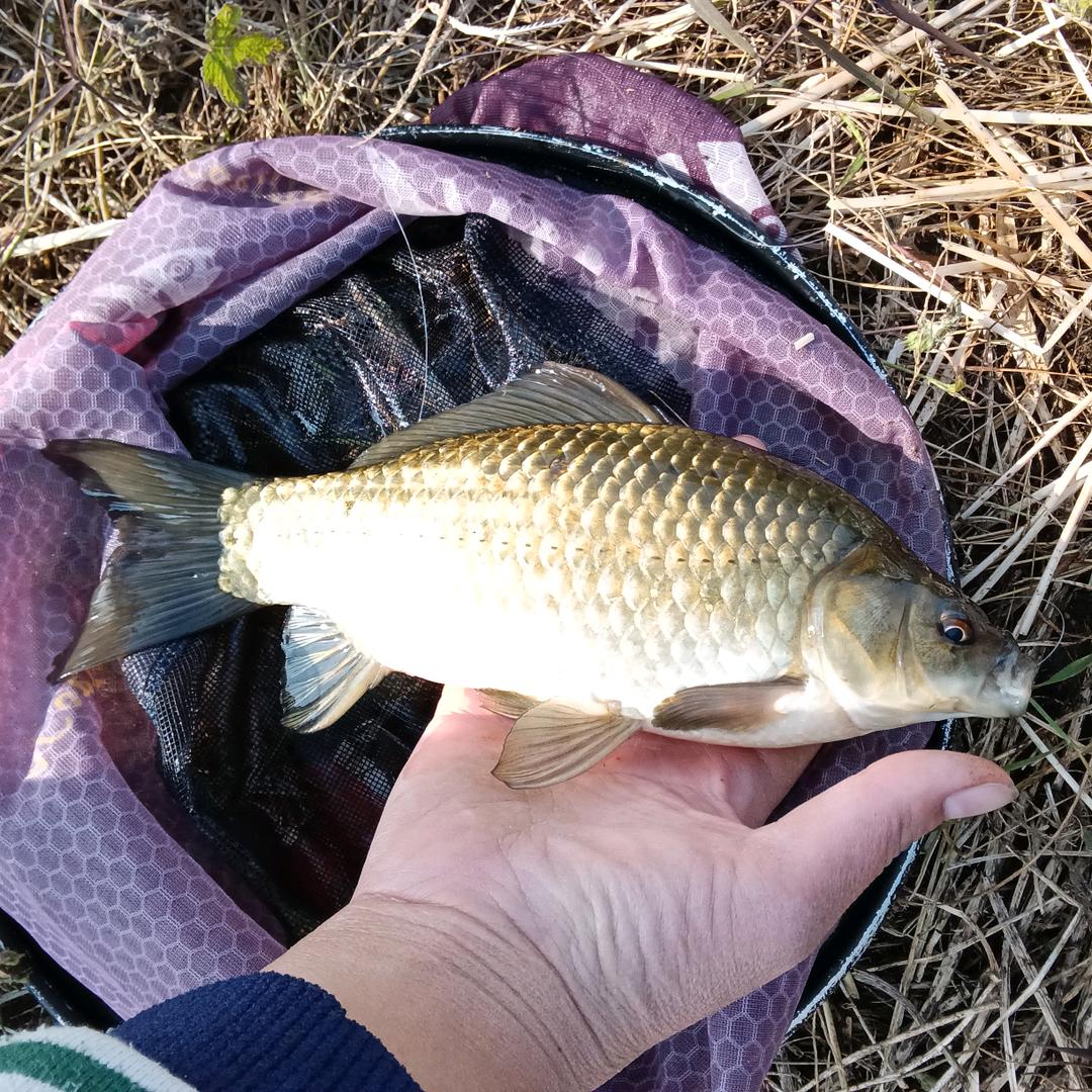 （胖不胖）爱钓鱼