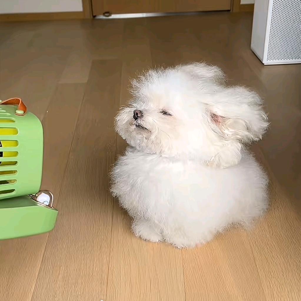 夏风爱
