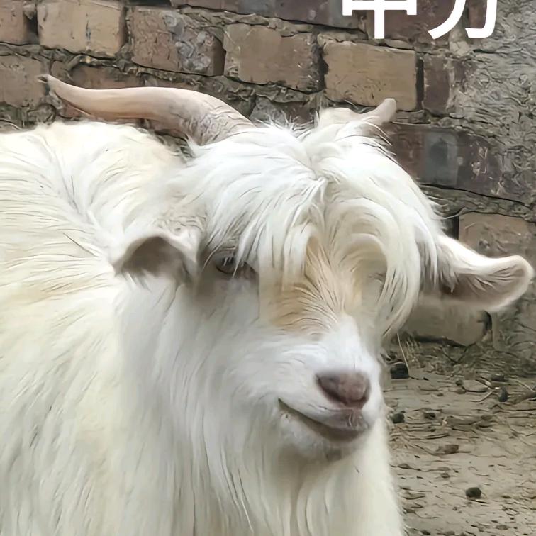 栗子清