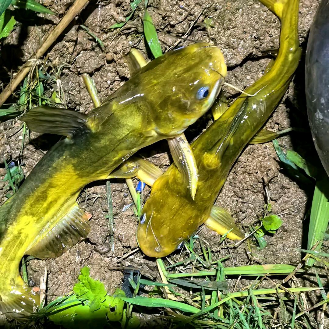 ⛳English teacher🔥6⃣