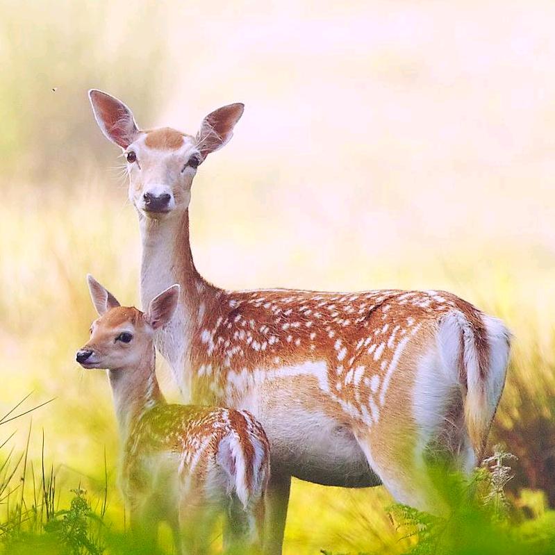汶上福禄梅花鹿养殖基地