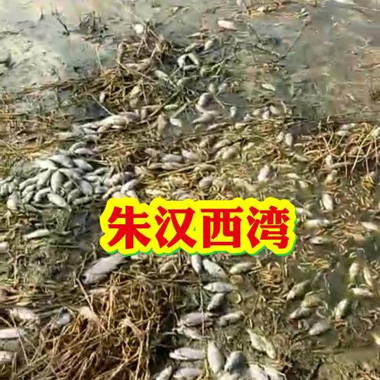 朱汉守村人