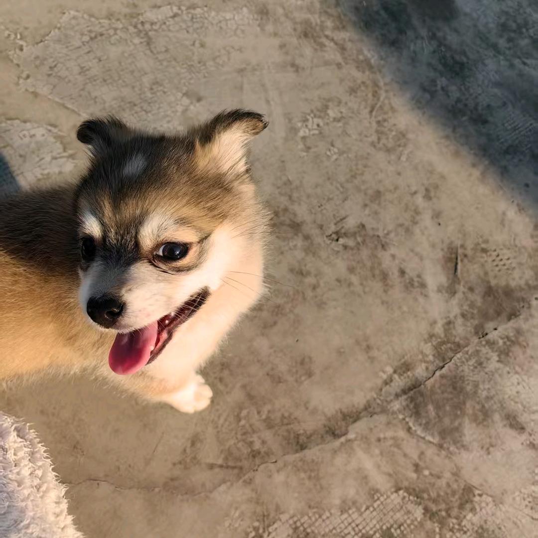 令哥🐶