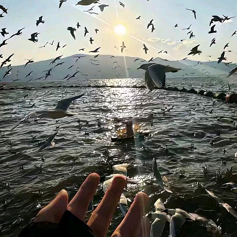 静🐬