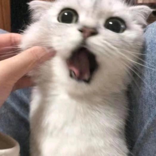 ……🐟