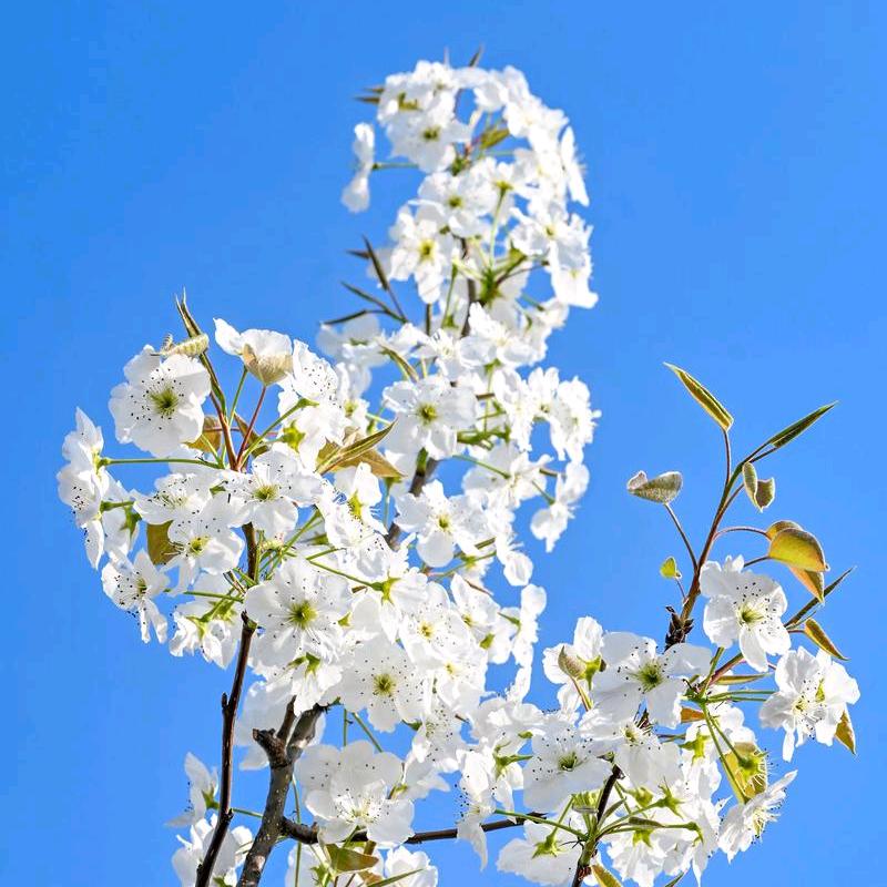 芳儿姐