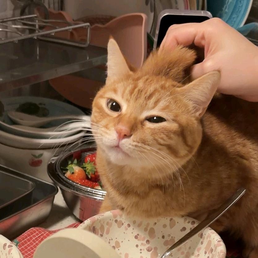 道道damn（美式男孩版）