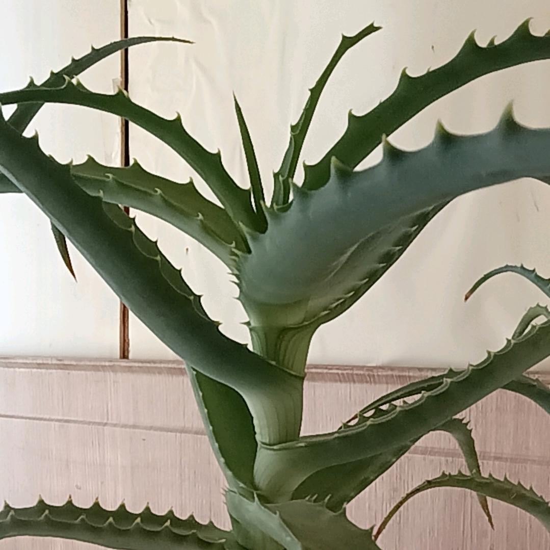 花🌸