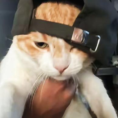 虎皮辣子烧茄子主理人