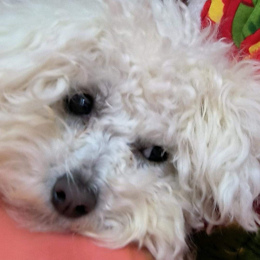 糯米妈丫（求点赞）