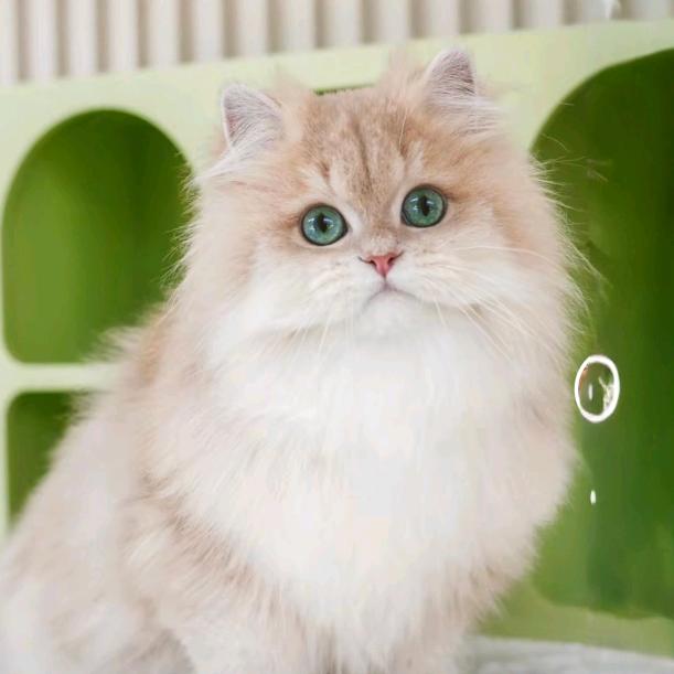 双双猫咪猫舍