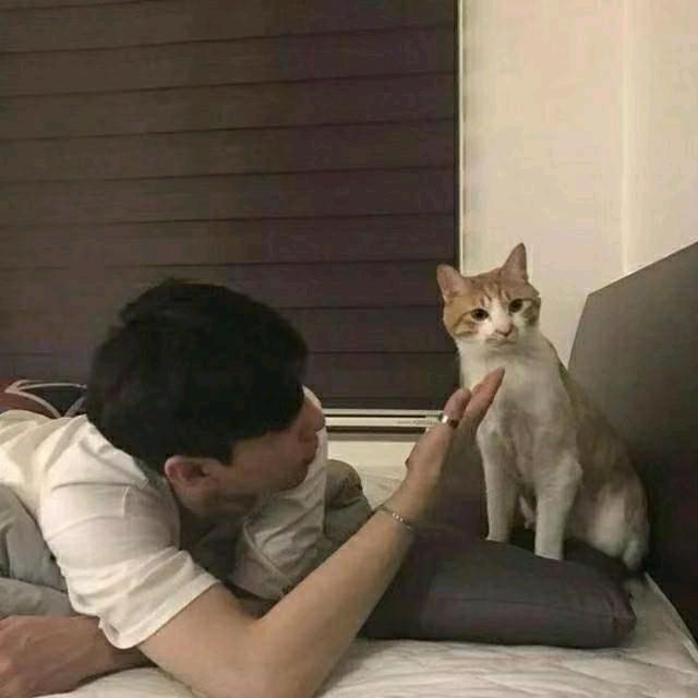 英魂之刃猫的树