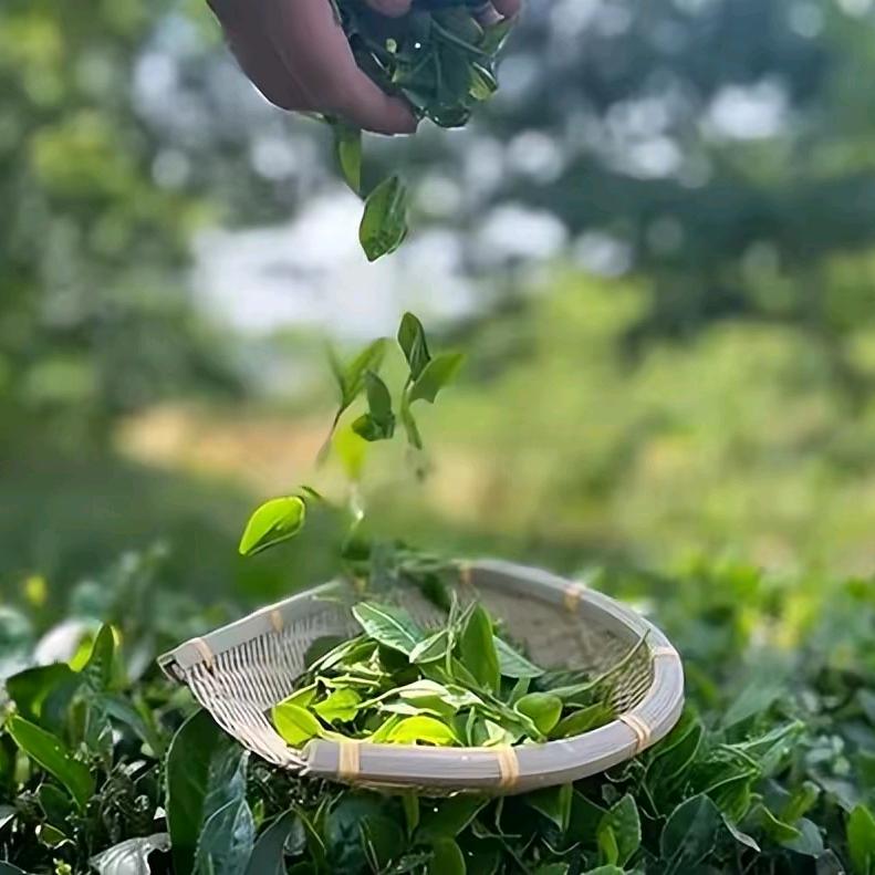 驻龙山有机茶精品店铺