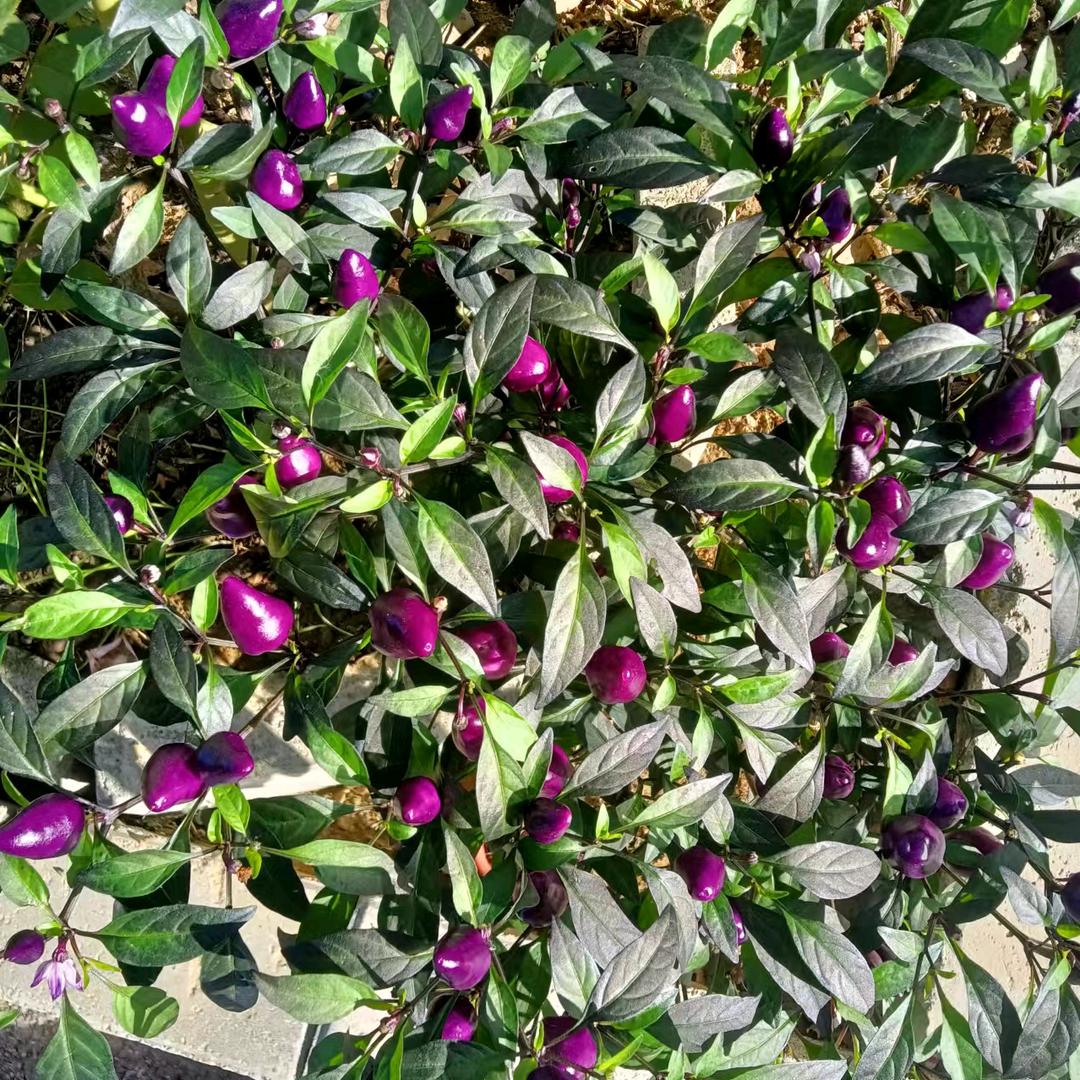 @👨🏻👩🏻承蒙&厚爱♥♥