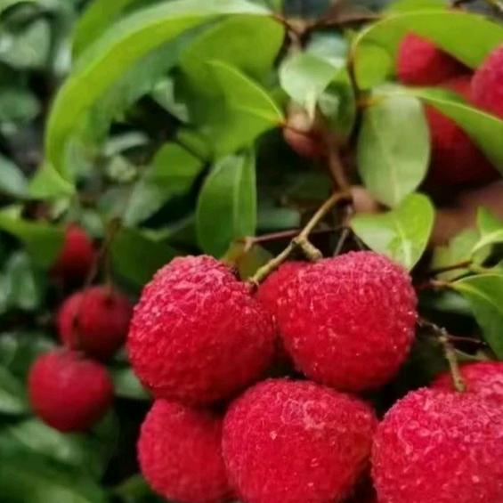 旭谷农乡涌昌果树苗木专卖店