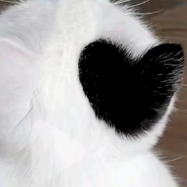 猜猜