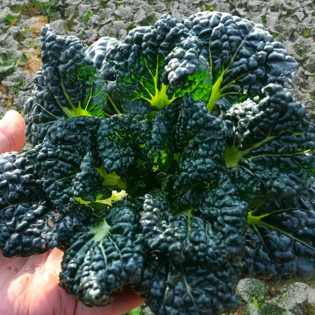 十里农家菜篮子