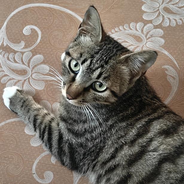 像我这么帅的当然是主角了