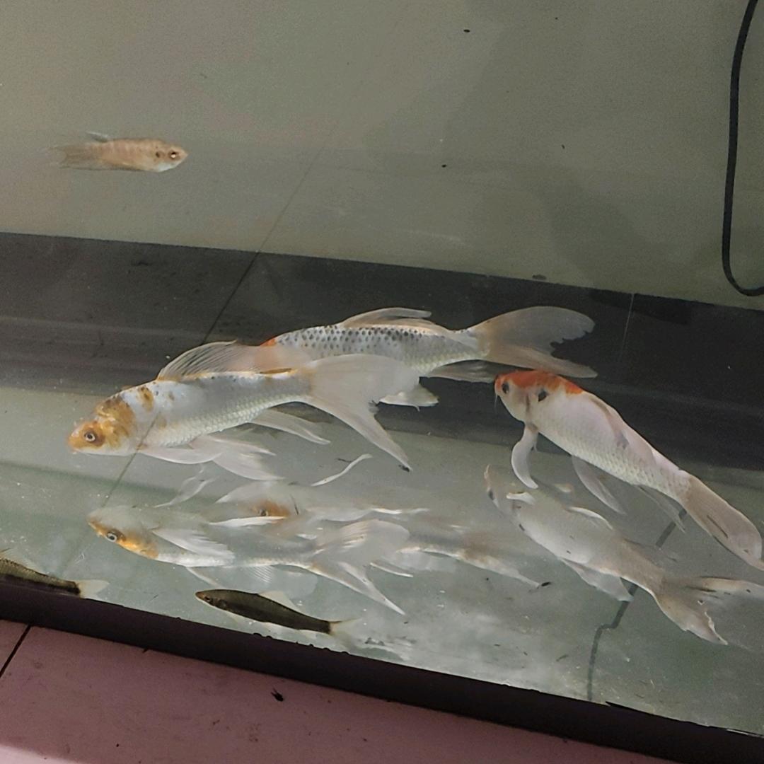《金海》迈顺水电装饰工程部